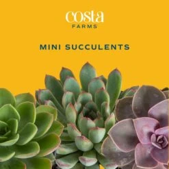 Mini Unique Indoor Succulent Plants In 2 In. Round Grower Pot, Avg. Shipping Height 2 In. Tall (25-Pack) -ECO PLANTS SHOP costa farms succulent plants co sucmini gp25 c3 1000