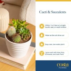 Mini Unique Indoor Succulent Plants In 2 In. Round Grower Pot, Avg. Shipping Height 2 In. Tall (25-Pack) -ECO PLANTS SHOP costa farms succulent plants co sucmini gp25 fa 1000