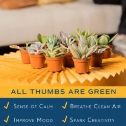 Mini Unique Indoor Succulent Plants In 2 In. Round Grower Pot, Average Shipping Height 2 In. Tall (50-Pack) -ECO PLANTS SHOP costa farms succulent plants p suc g pot 50 1f 1000