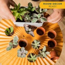 Mini Unique Indoor Succulent Plants In 2 In. Round Grower Pot, Average Shipping Height 2 In. Tall (50-Pack) -ECO PLANTS SHOP costa farms succulent plants p suc g pot 50 44 1000