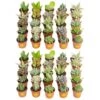 Mini Unique Indoor Succulent Plants In 2 In. Round Grower Pot, Average Shipping Height 2 In. Tall (50-Pack) -ECO PLANTS SHOP costa farms succulent plants p suc g pot 50 64 1000