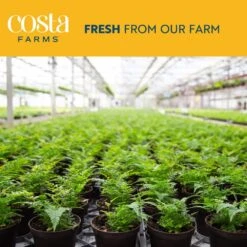 Mini Unique Indoor Succulent Plants In 2 In. Round Grower Pot, Average Shipping Height 2 In. Tall (50-Pack) -ECO PLANTS SHOP costa farms succulent plants p suc g pot 50 76 1000