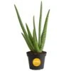 Aloe Vera Indoor Plant In 4 In. Grower Pot, Avg. Shipping Height 10 In. Tall -ECO PLANTS SHOP costa farms succulent plants s alo g pot 01 64 1000