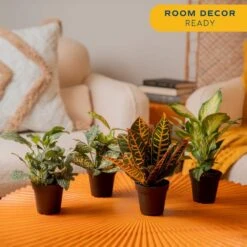 Grower's Choice Exotic Angel Indoor Houseplant Collection In 3.8 In. Grower Pot, Avg. Shipping Height 10 In.Tall(4-Pack) -ECO PLANTS SHOP house plants co o2fu 3 gp4 1f 1000