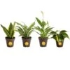 Grower's Choice Exotic Angel Indoor Houseplant Collection In 3.8 In. Grower Pot, Avg. Shipping Height 10 In.Tall(4-Pack) -ECO PLANTS SHOP house plants co o2fu 3 gp4 64 1000