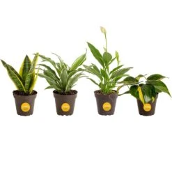Grower's Choice Exotic Angel Indoor Houseplant Collection In 3.8 In. Grower Pot, Avg. Shipping Height 10 In.Tall(4-Pack)