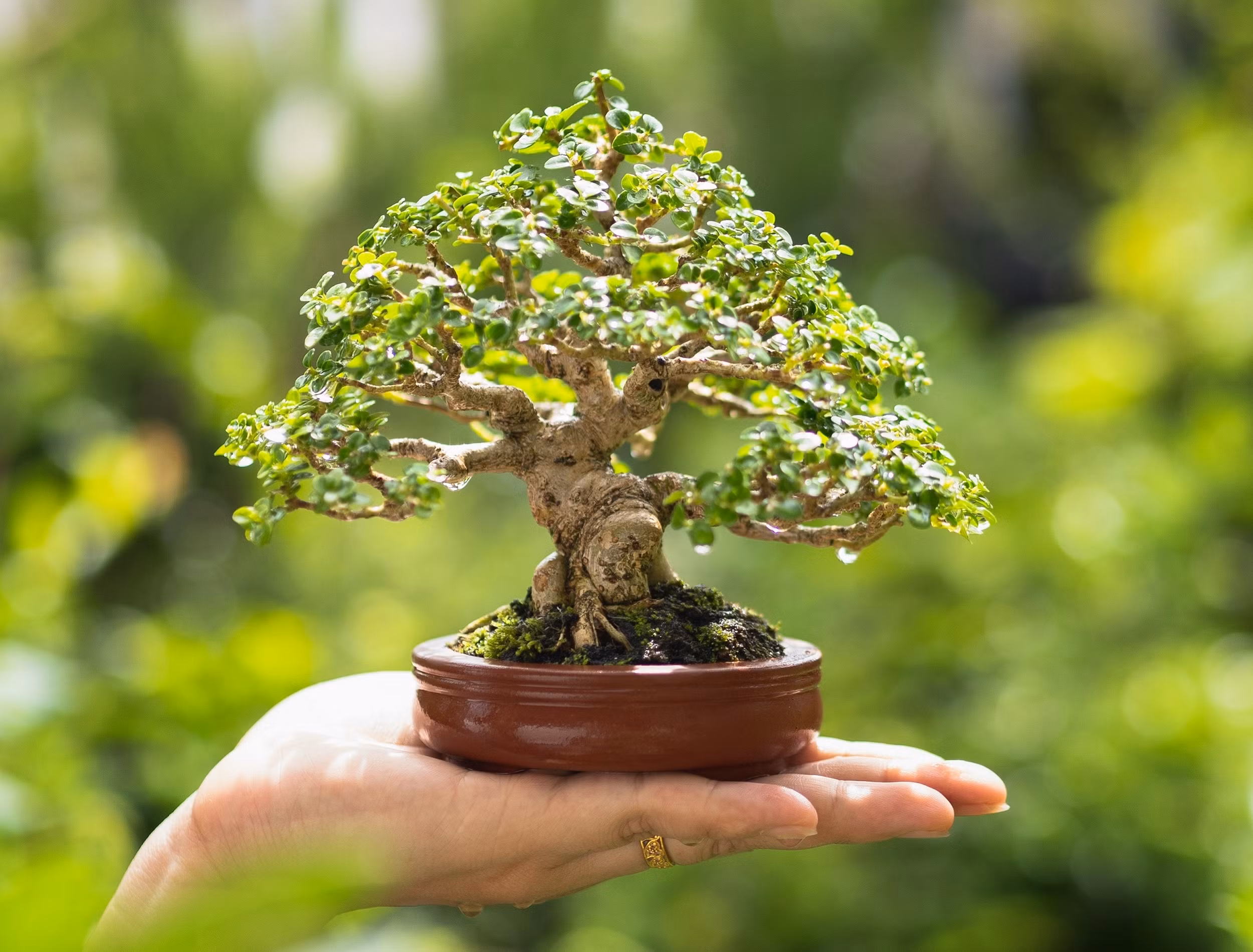 ECO PLANTS SHOP -ECO PLANTS SHOP person holding a miniature tree